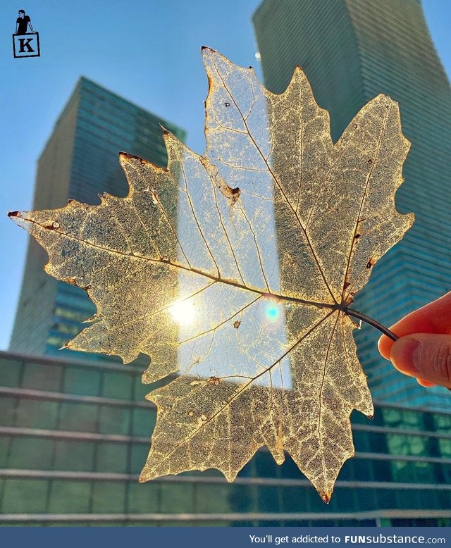 Transparent leaf