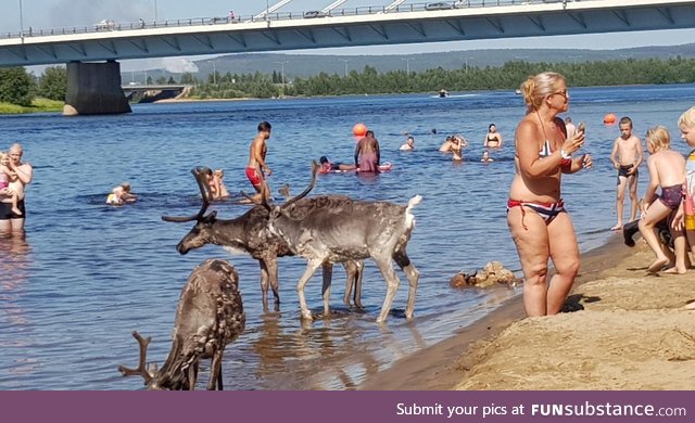 Reindeers enjoying summer in Rovaniemi, Finland