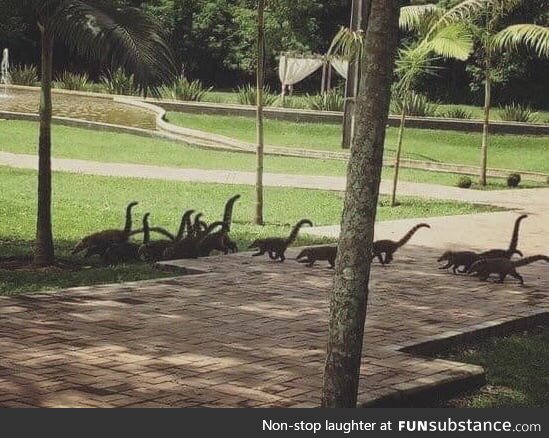 Tell me that I'm not the only one who see a herd of mini-dinosaurs
