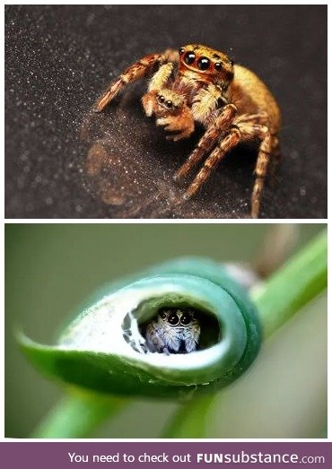 Compassionate Solid Grass Spiders