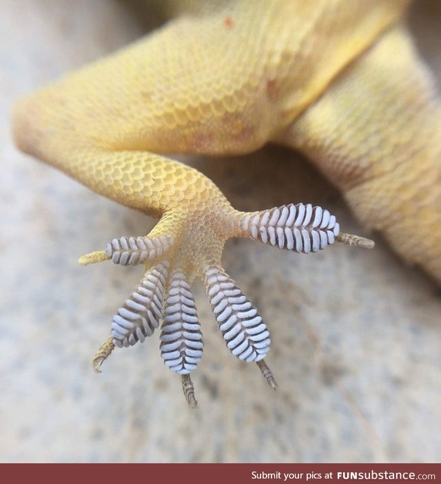 Foot of a gecko