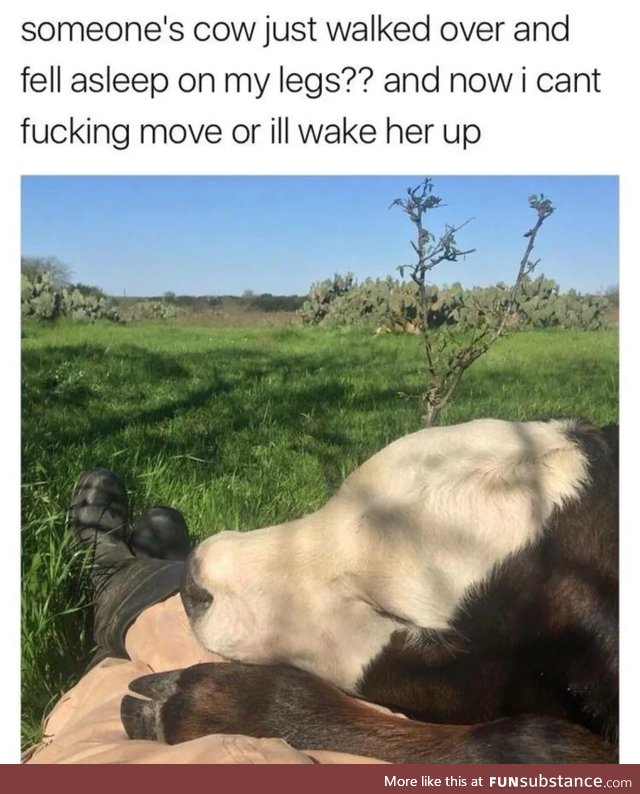 A calf resting on a calf