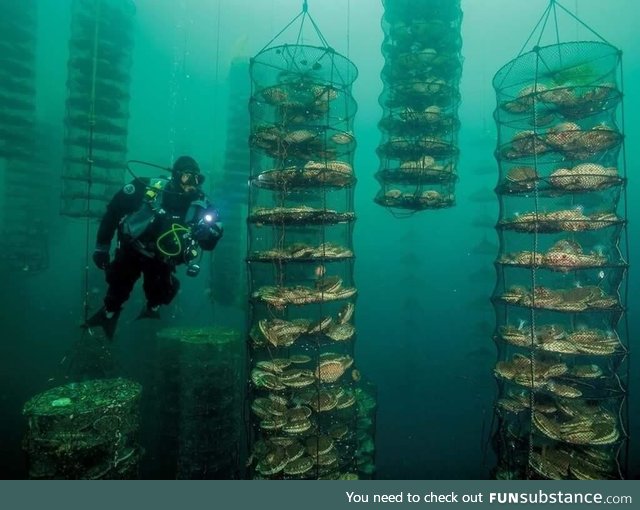 Scallop farming is eerie