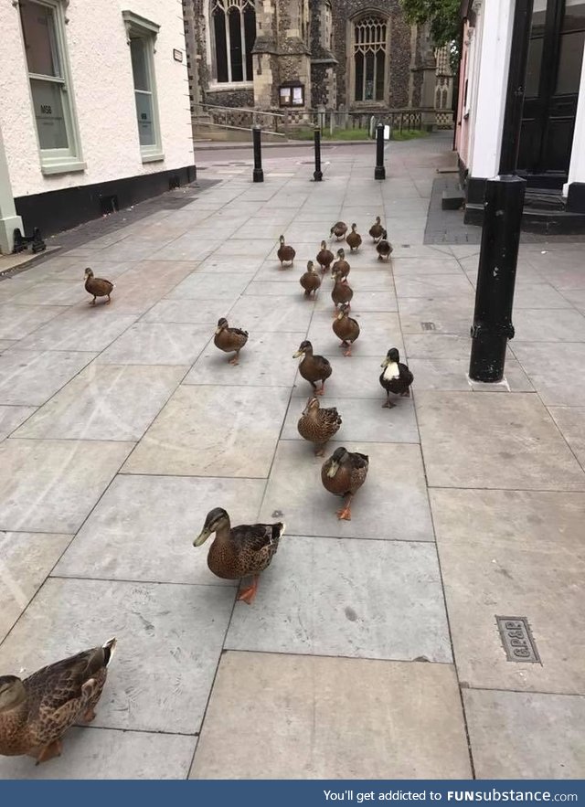 Street gangs are becoming a problem in my town