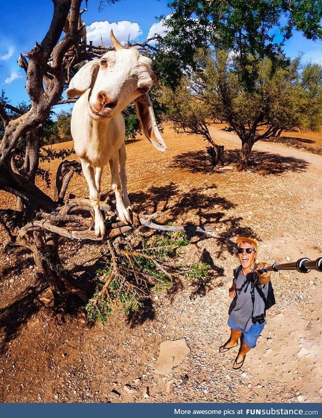 The Tree Goats of Morocco