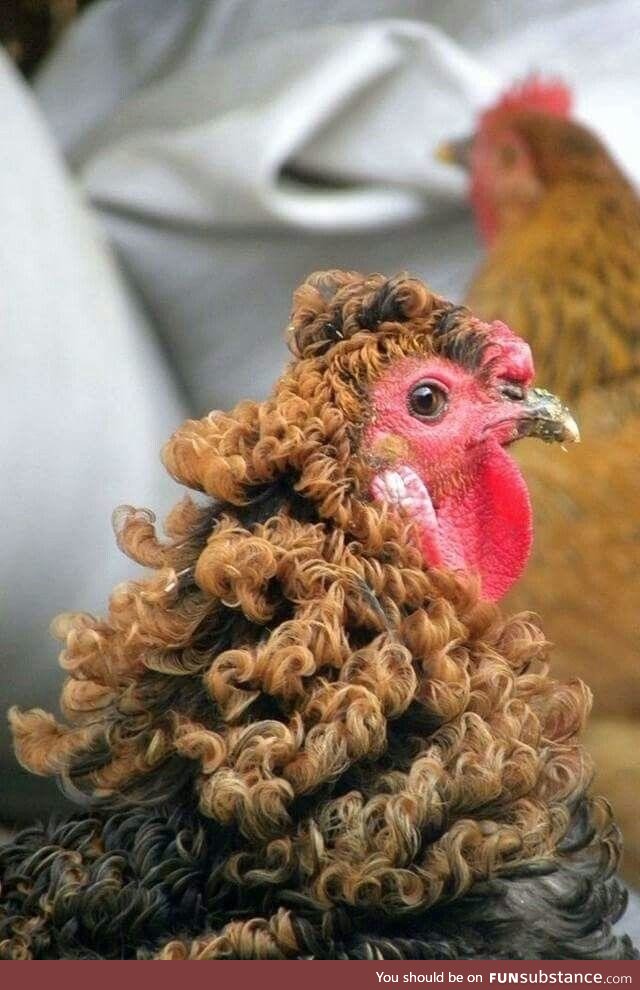 Amazing curly feathered chicken