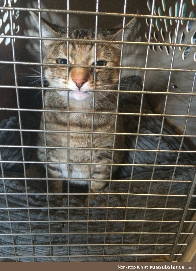 Had to kennel the cat. She is not pleased