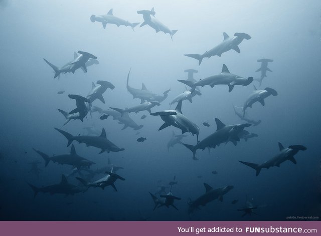 Hammerhead sharks nailing this group photo