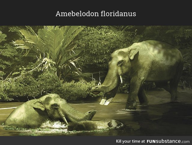 Daily Dose of Prehistory: Back From Extinction 82