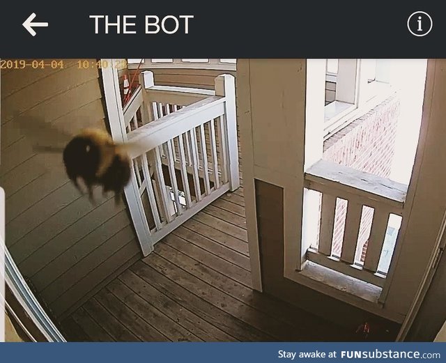 A Giant Bee triggered my security camera today. Must've been the size of a toddler