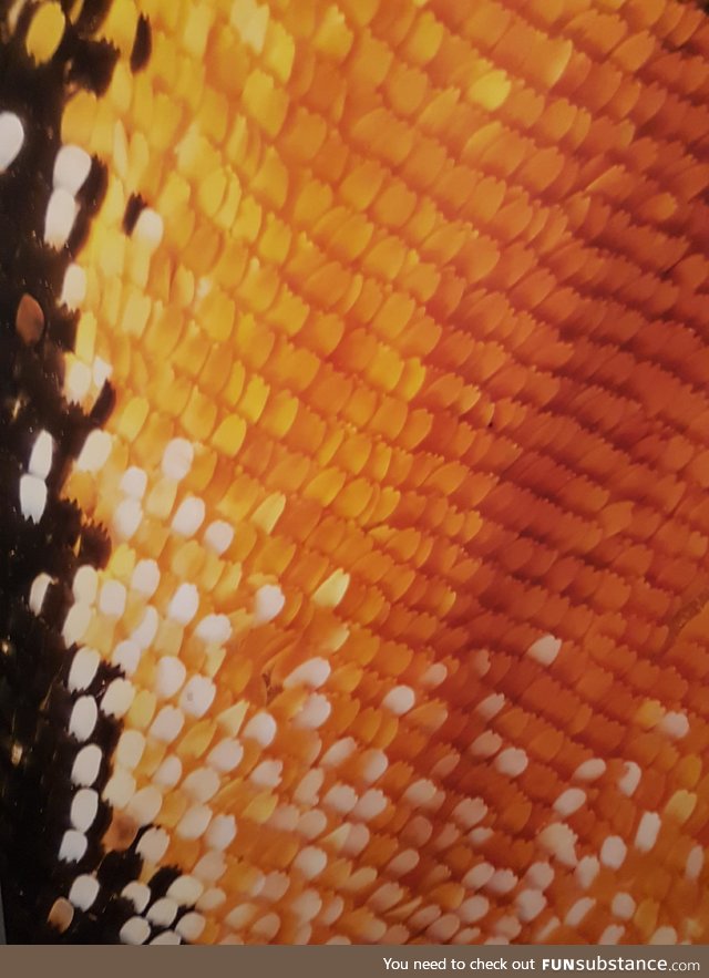 Close up macro shot of a butterfly wing