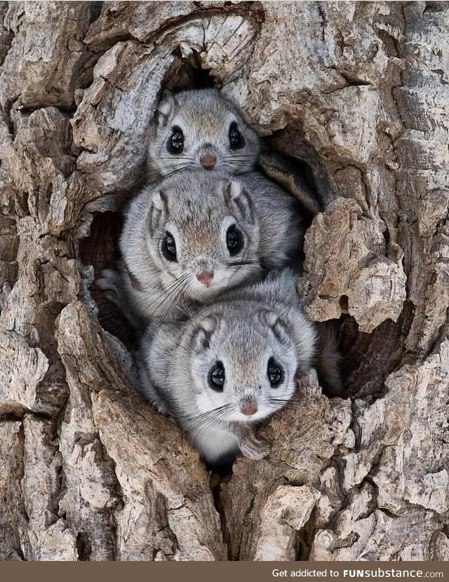 More Japanese Dwarf Flying Squirrels (they're stackable!)