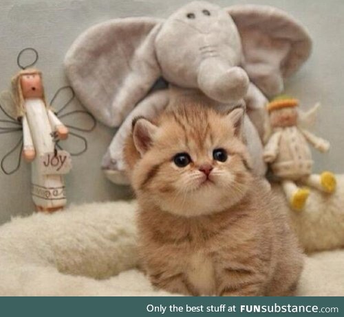 Chubby Kitten