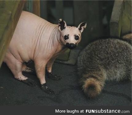 This is a raccoon without fur