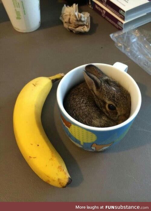 The best part of waking up is a bunny in your cup