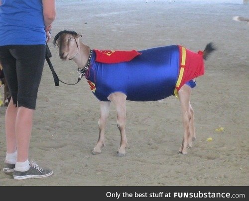 This Goat's not just Great, he's Super