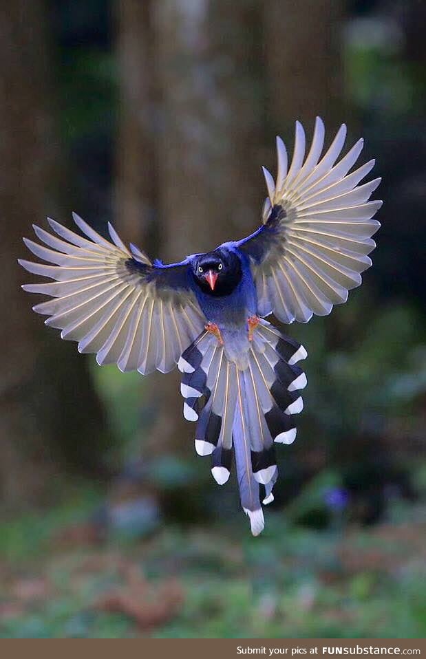 Taiwan blue magpie