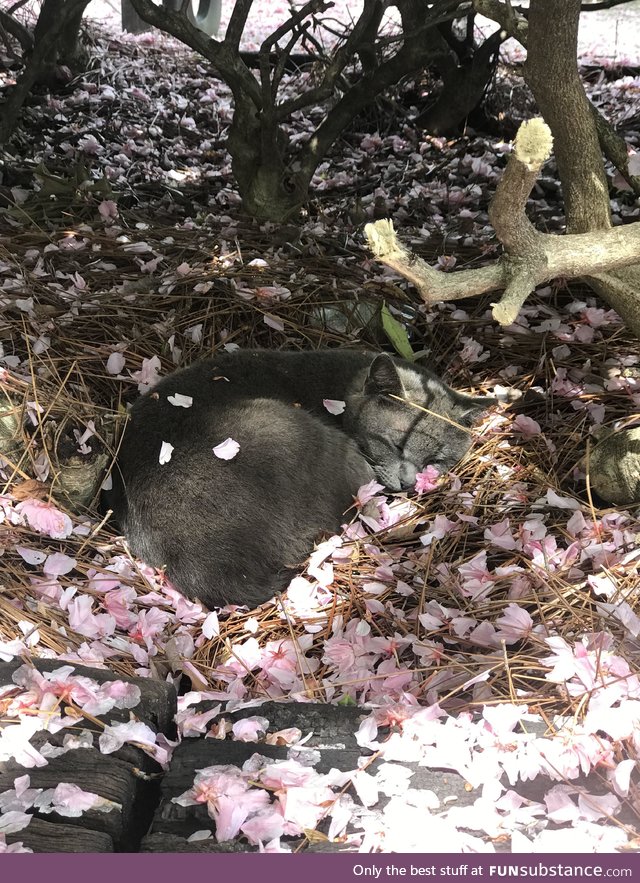 A kitty sleeps peacefully surrounded by petals