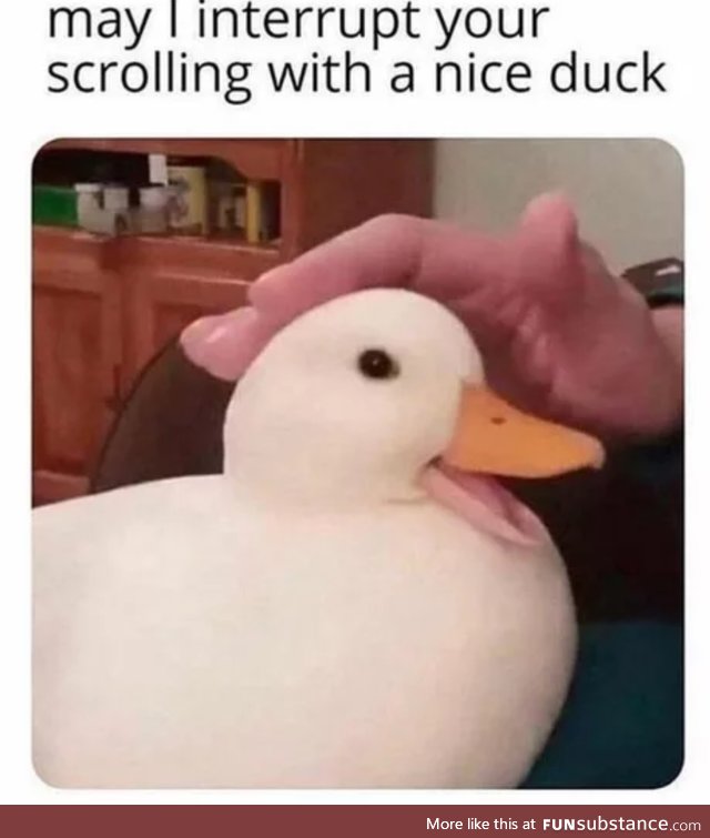 that's it, I'm getting a pet duck