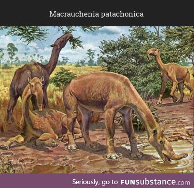 Daily Dose of Prehistory: Back From Extinction 88