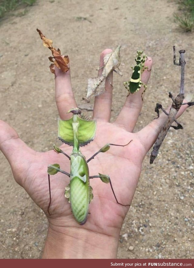 Presenting you the infinity mantis