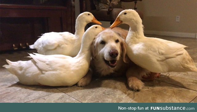 Ducks attack a dog...with love