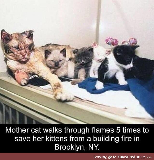 Mothers saving their children