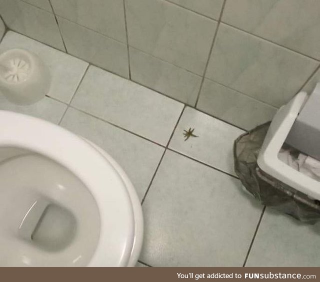 Dear person who left the green bit of a tomato on the floor in the toilet, f**k you