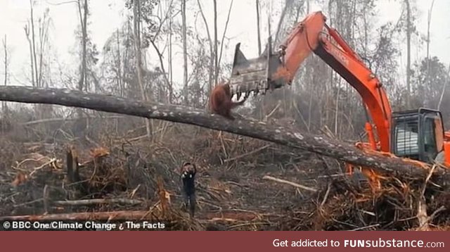 Orangutan desperately fighting a machine that's destroying it's habitat