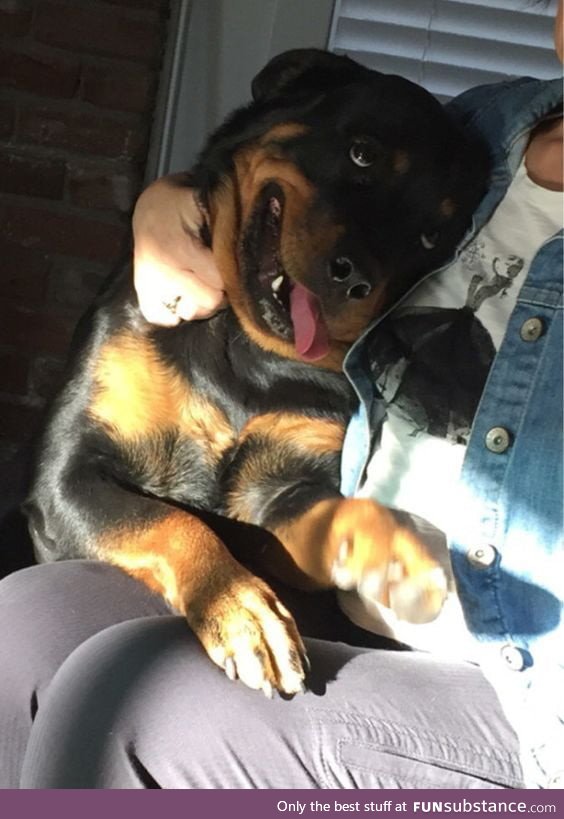 Everyone knows that rottweilers are scary