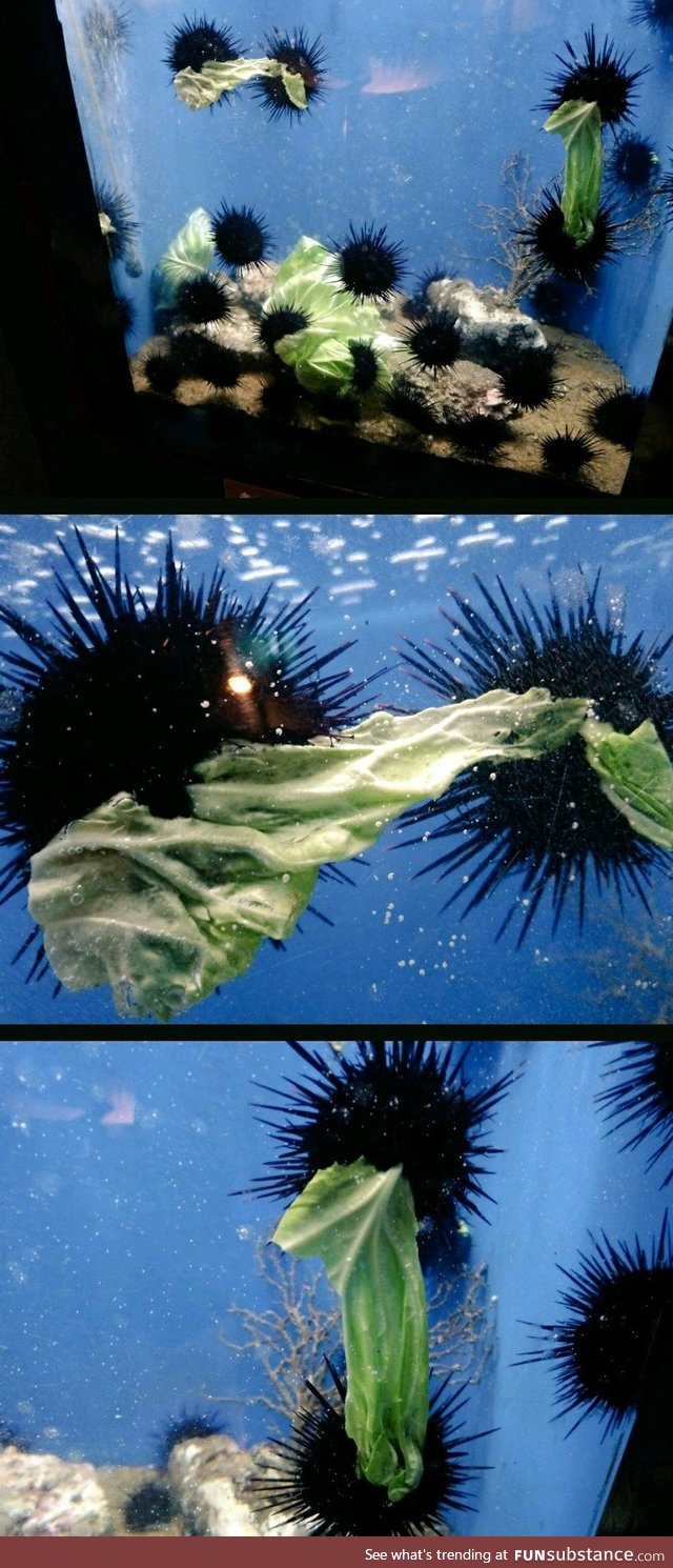 Sea urchins fight over cabbage leaves