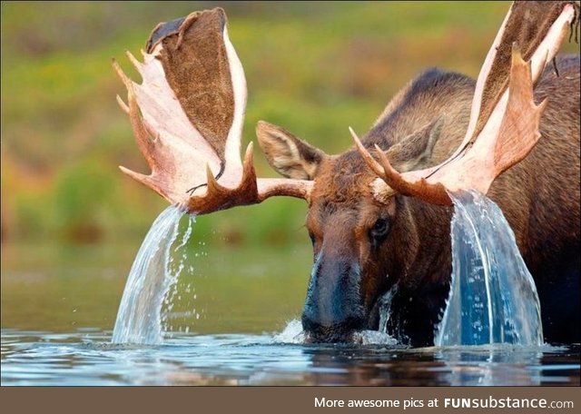 Moose waterfalls