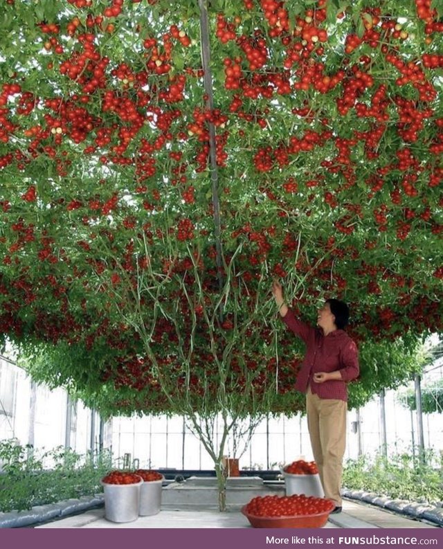 A very bountiful tomato plant