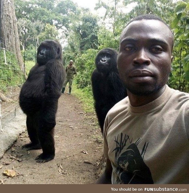 Two Gorillas pose with the anti-poaching rangers who guard them