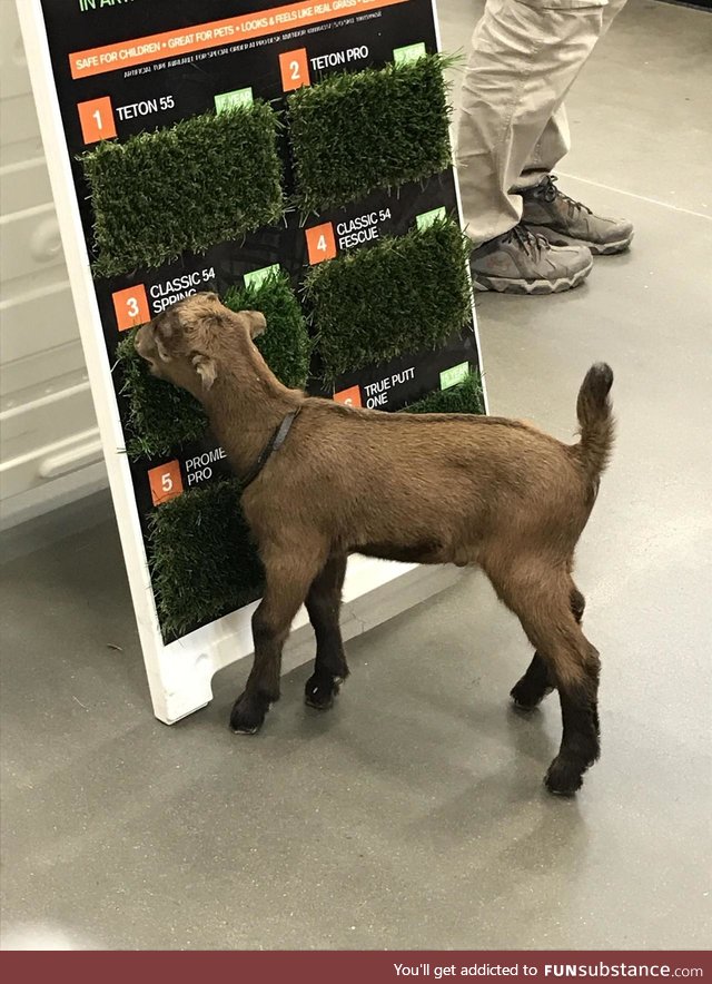 If it's good enough for the goat, it's good enough for your lawn