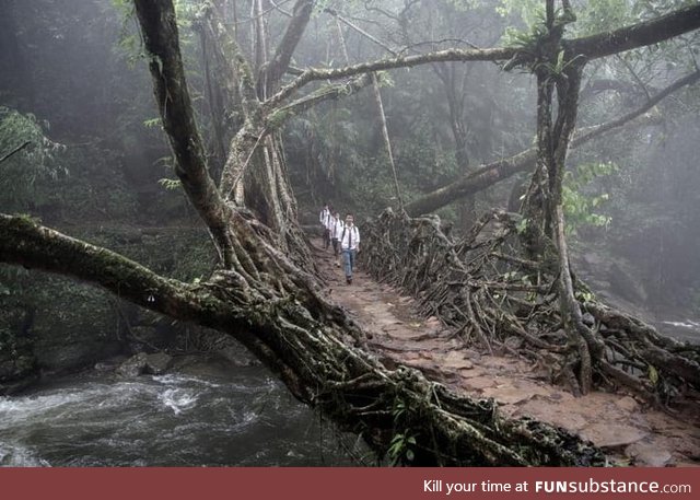 A bridge made out of trees