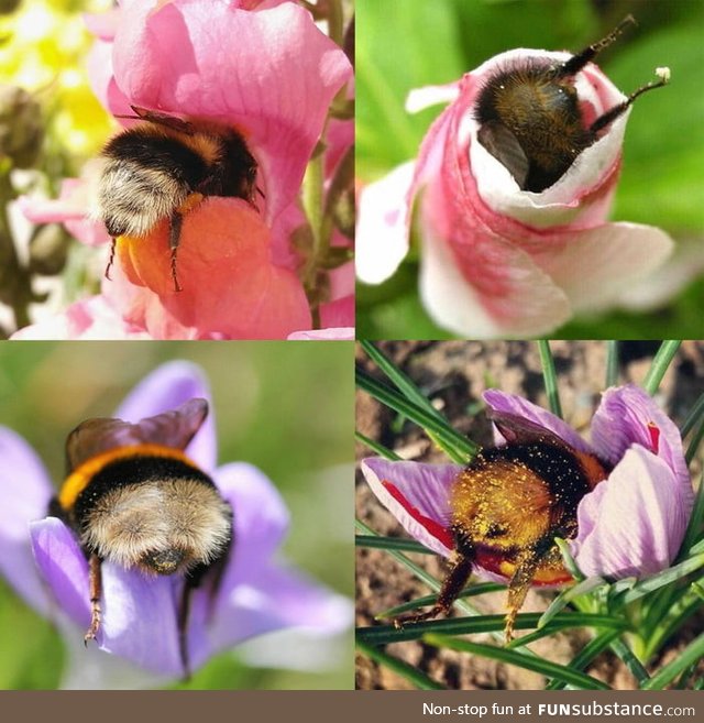 Hungry Bee bums sticking out of flowers