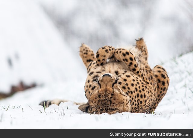 Freezing Underrated Cheetah