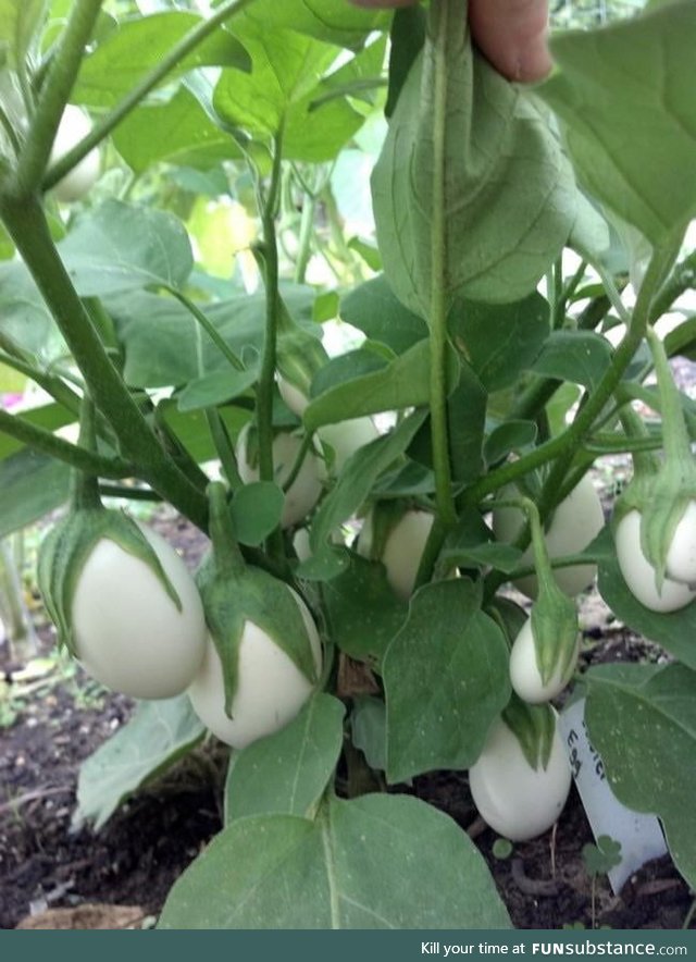 Before they're ripe it's easier to see why they're called eggplants