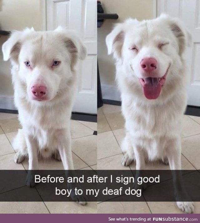 Now that's a good boy