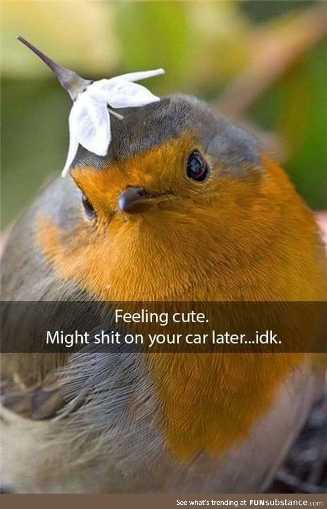 Birb life