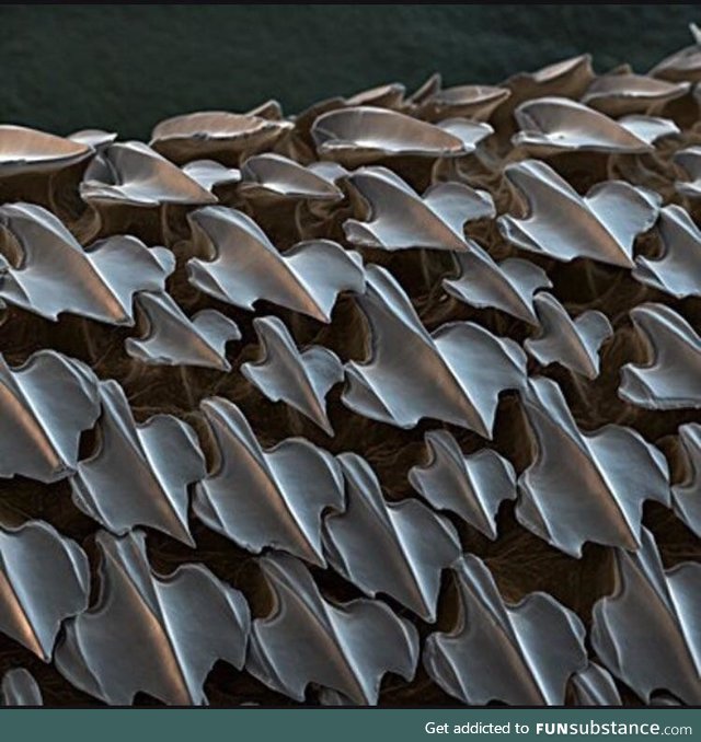 Shark skin under a microscope