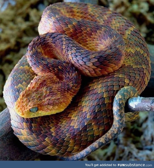 Atheris Squamigeria is a beautiful danger noodle