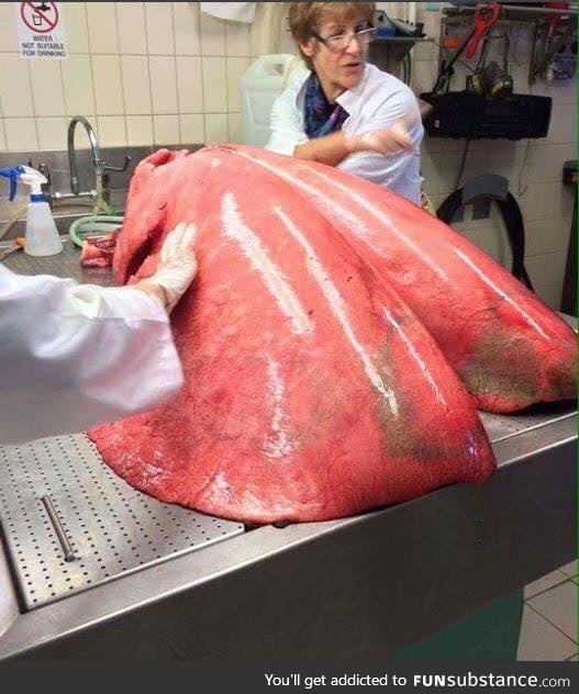 Fully inflated horse lungs