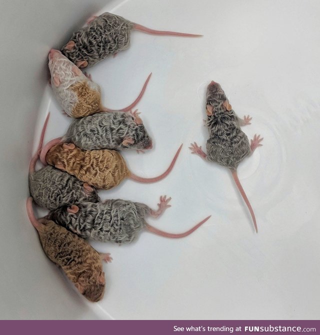 I’ve never seen mice with curls/waves before