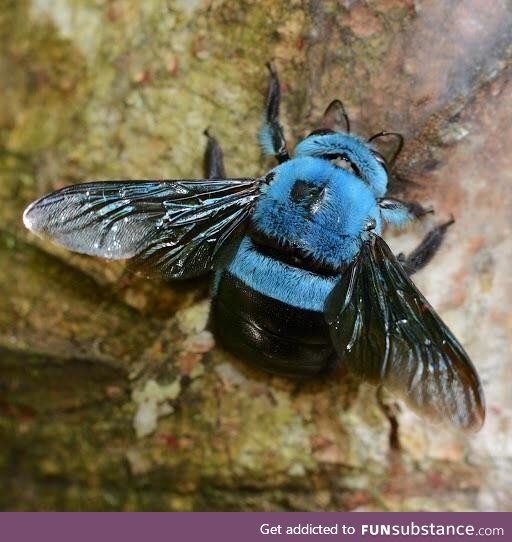 Not all bees are yellow. This is a blue carpenter bee