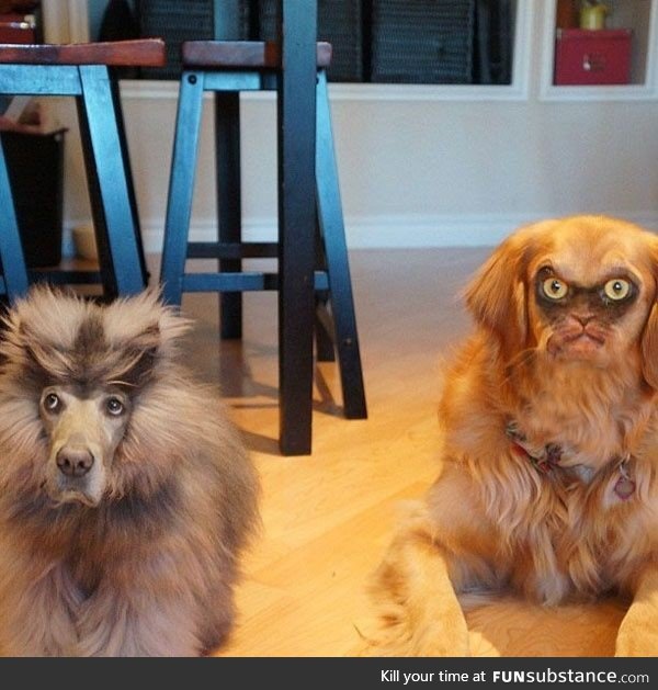 Cat and Dog faceswapped