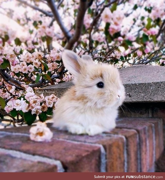 Fluffy small Bunny