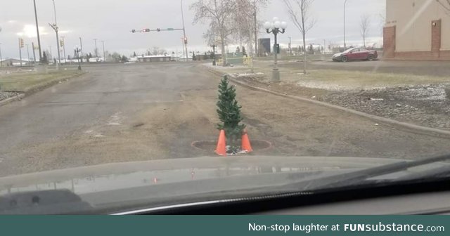 Someone in my town planted a tree in a notoriously big pot hole