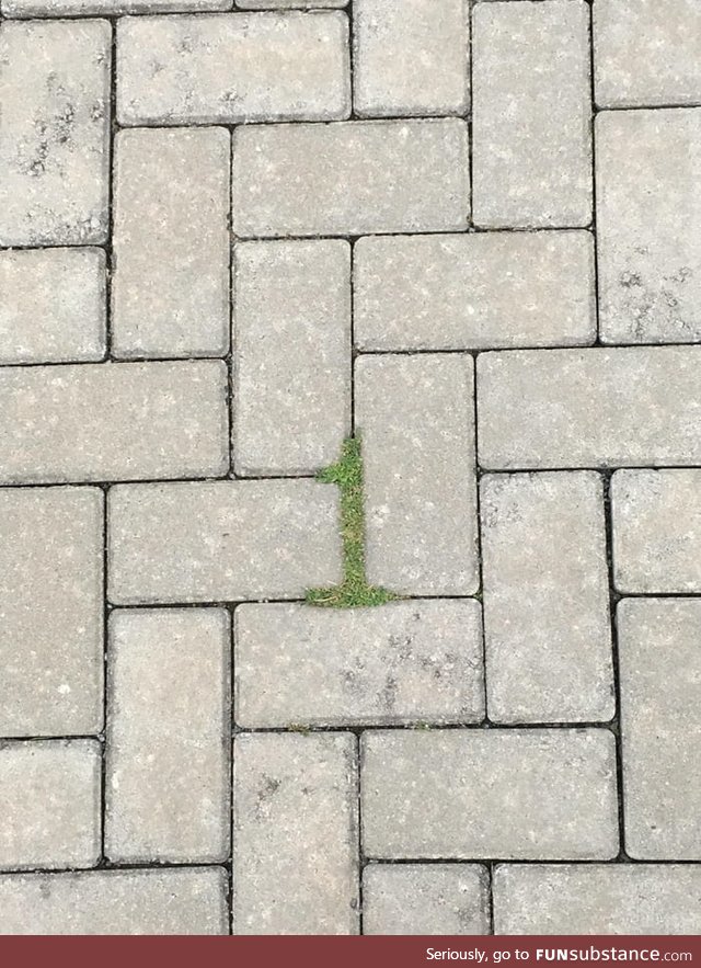 The moss at the ground near I work forms a perfect 1
